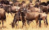 TANZANIA - Serengeti National Park - Migrazione Gnu - 02